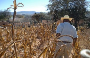 Mexican farmers